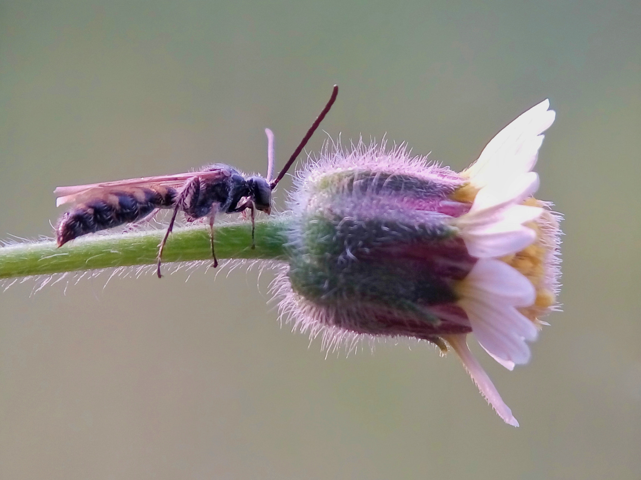 Meizu m2 sample photo. Scoolid wasp photography