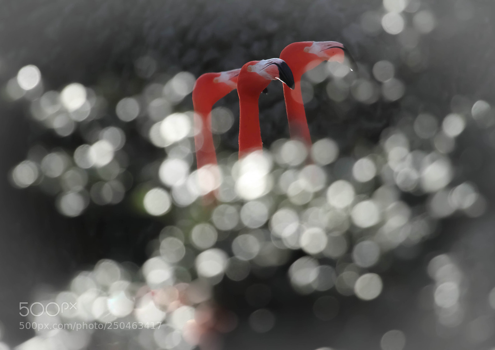 Canon EOS 7D sample photo. Flamingo photography