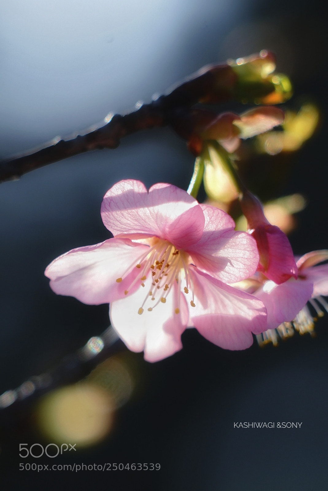 Sony a7 II sample photo. Sakura vividly photography
