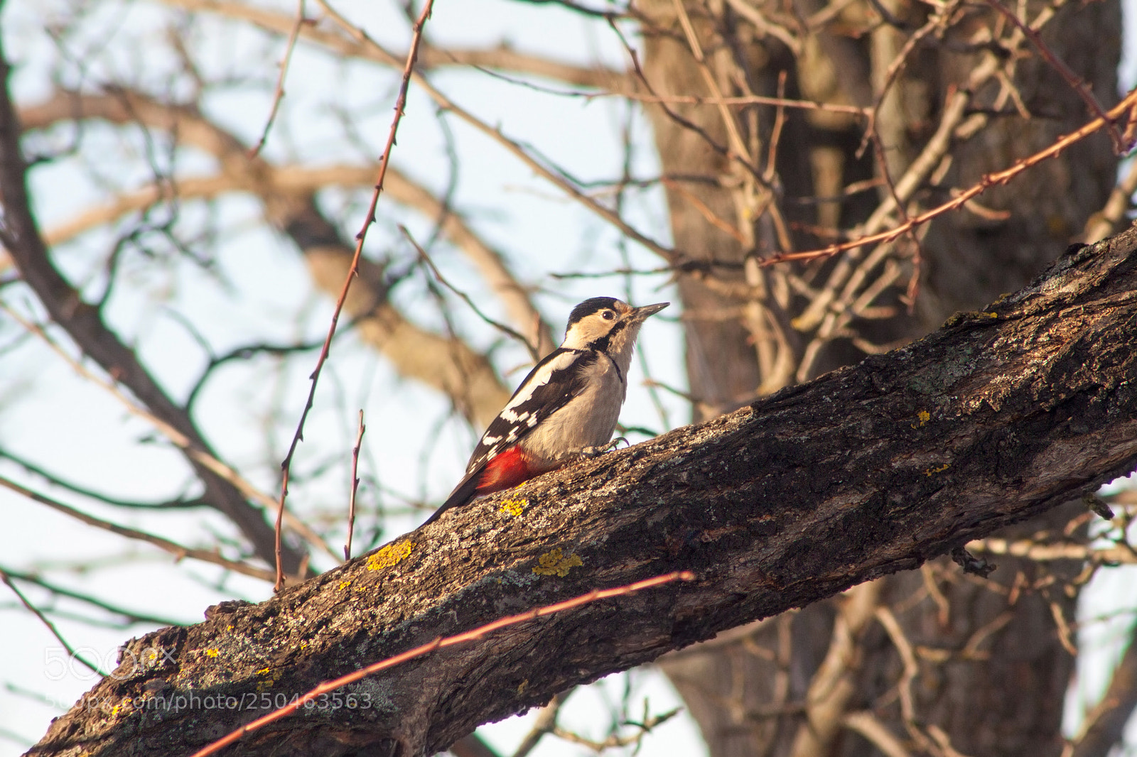 Canon EOS 50D sample photo. Great spotted woodpecker dendrocopos photography