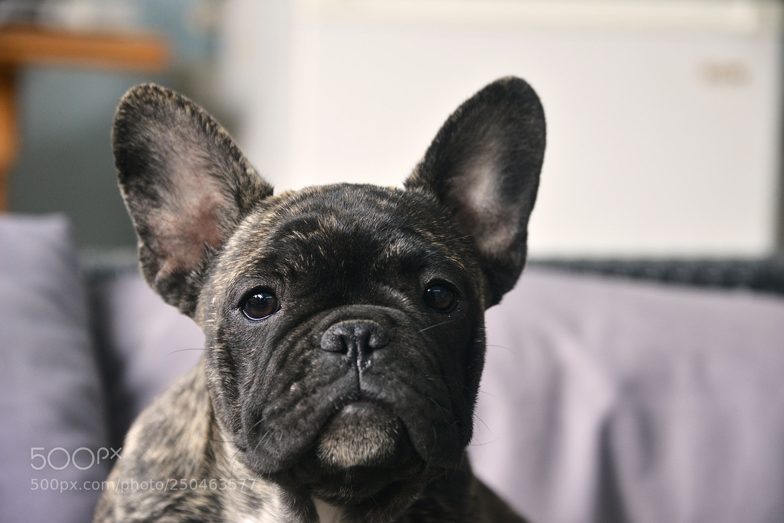 Nikon D800 sample photo. French bulldog puppy photography