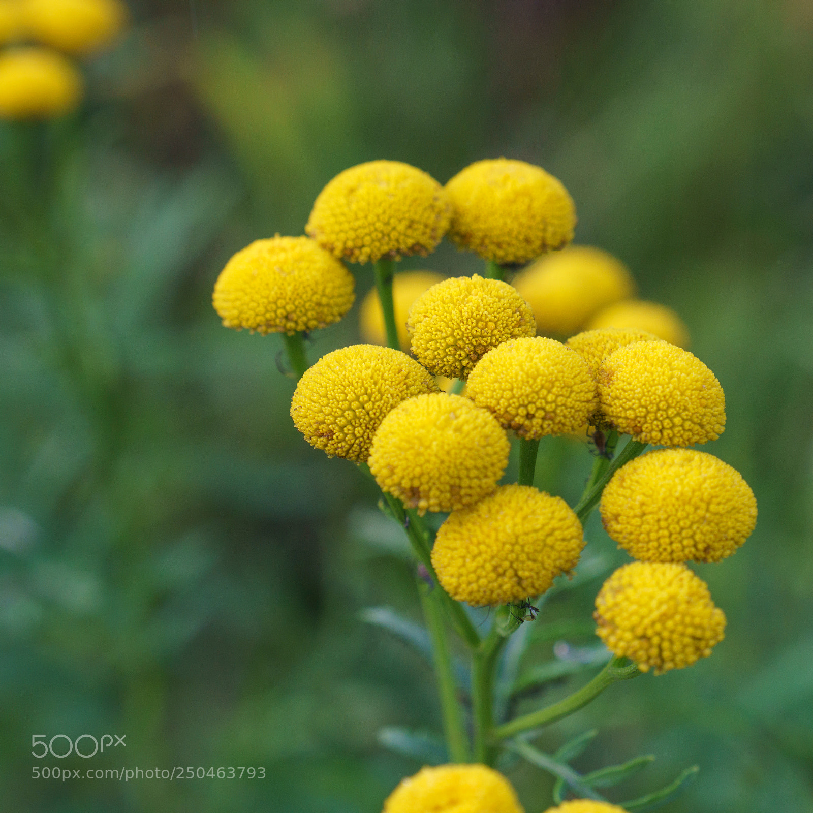 Sony a6000 sample photo. Yellow buttons photography