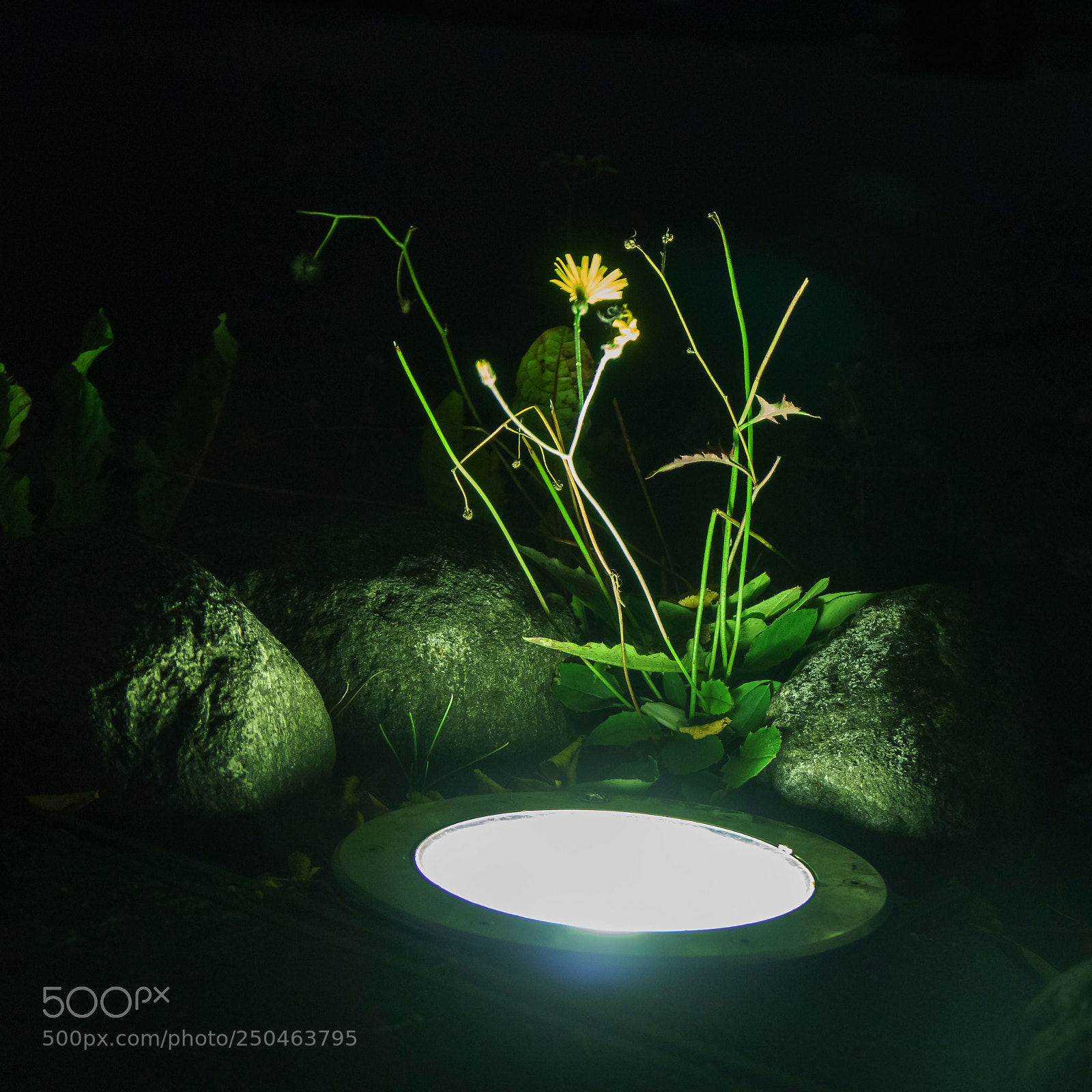 Sony a6000 sample photo. Alien vegetable mineral photography