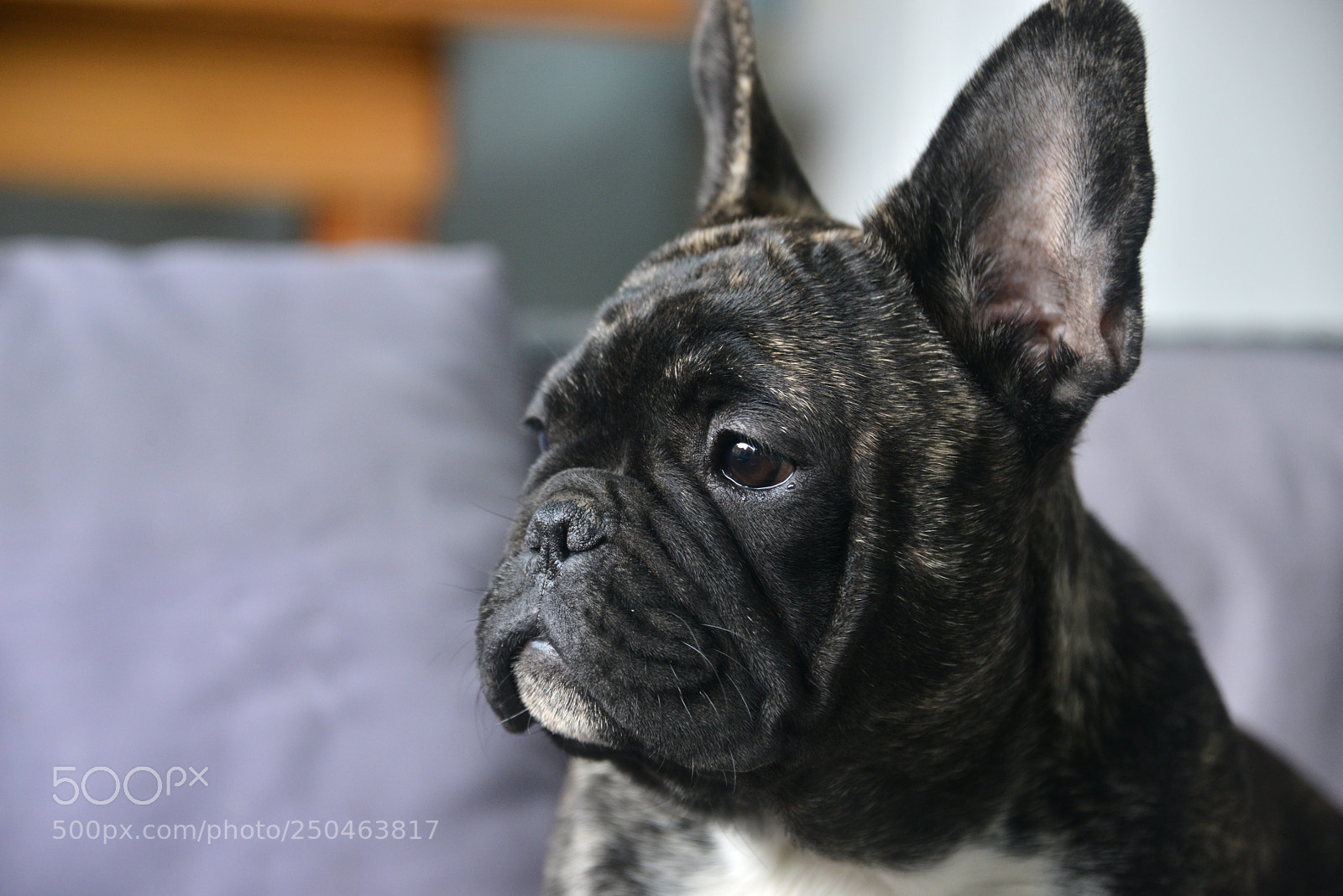 Nikon D800 sample photo. French bulldog puppy photography