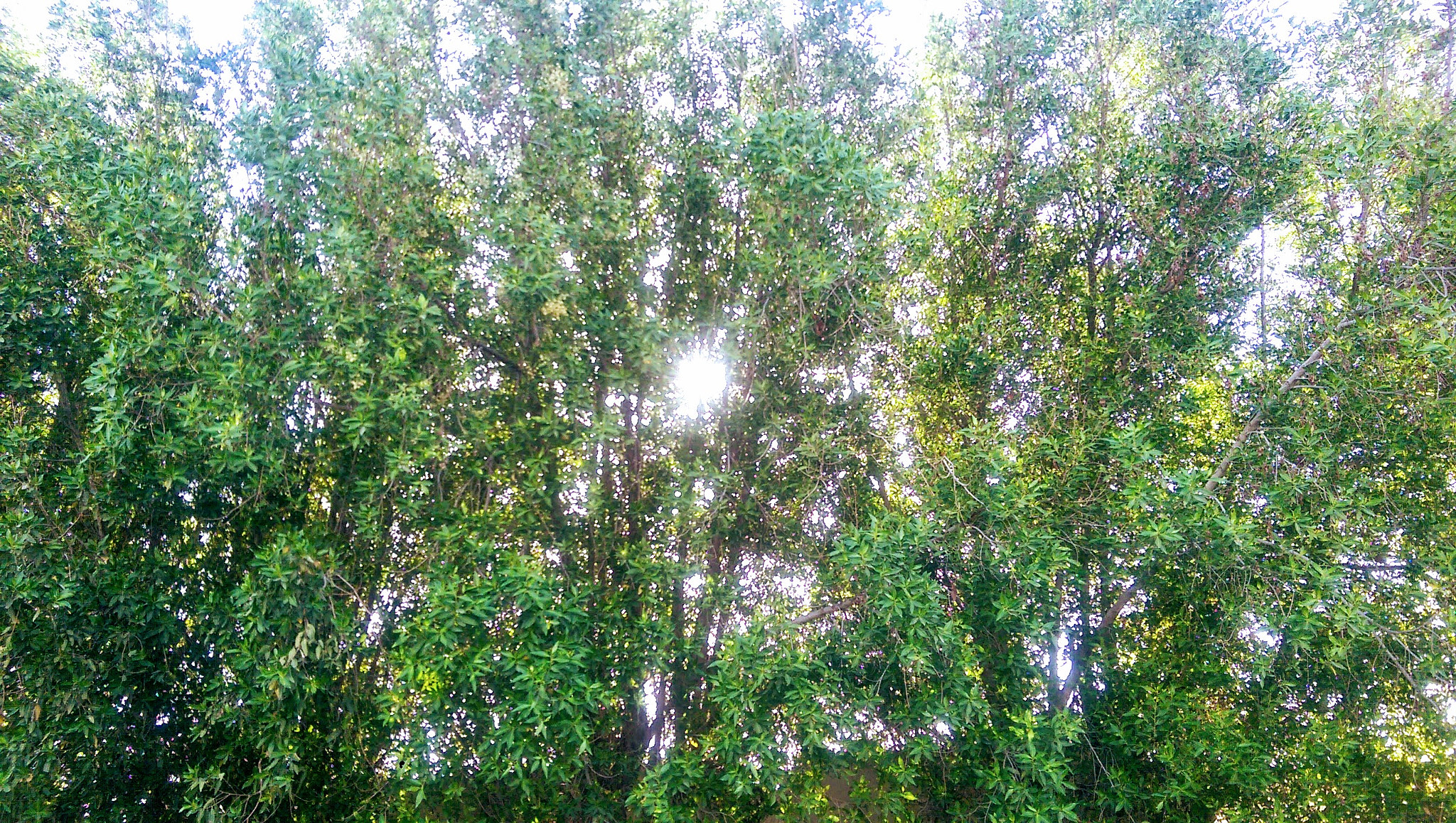 HTC ONE M8 sample photo