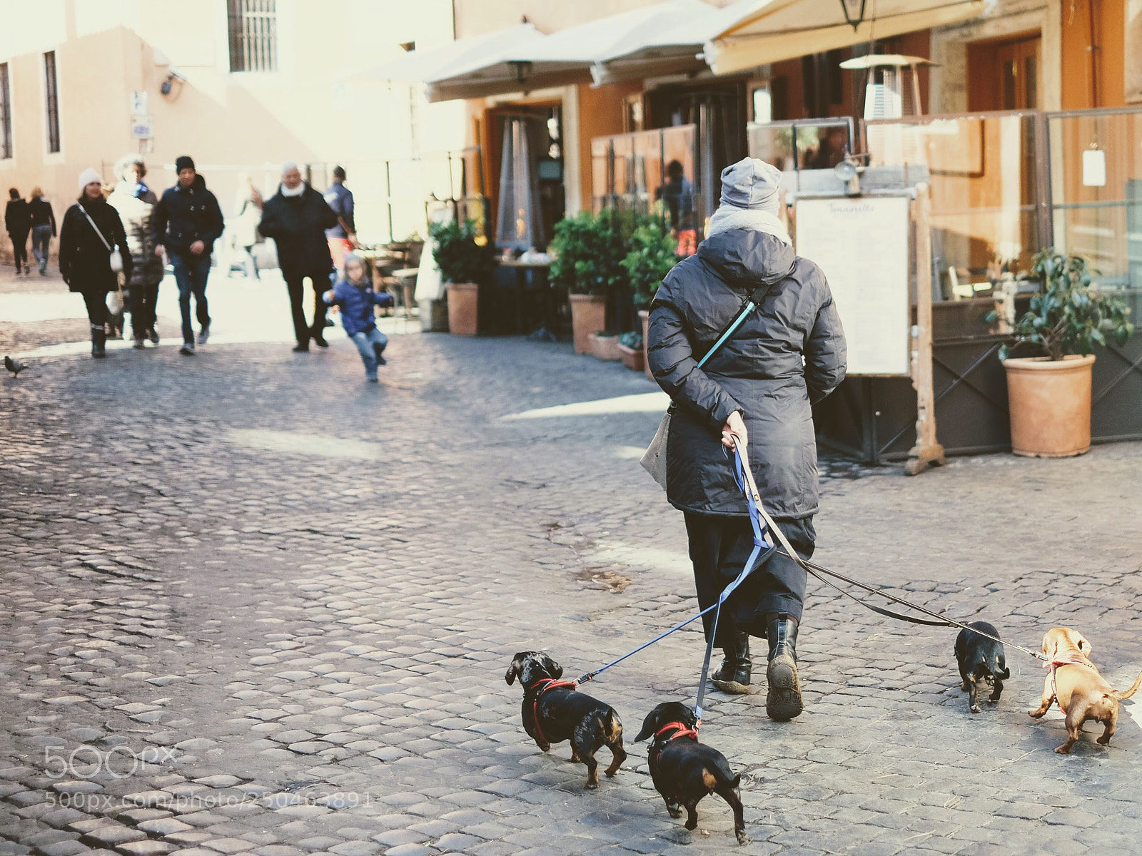 Fujifilm X-E2 sample photo. Dogs photography