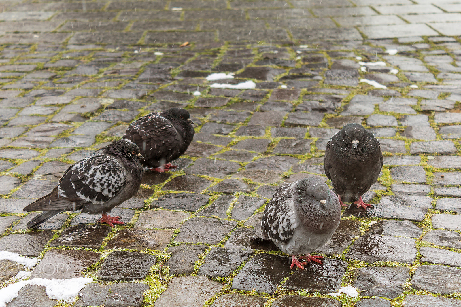 Canon EOS 750D (EOS Rebel T6i / EOS Kiss X8i) sample photo. Waiting for the spring photography