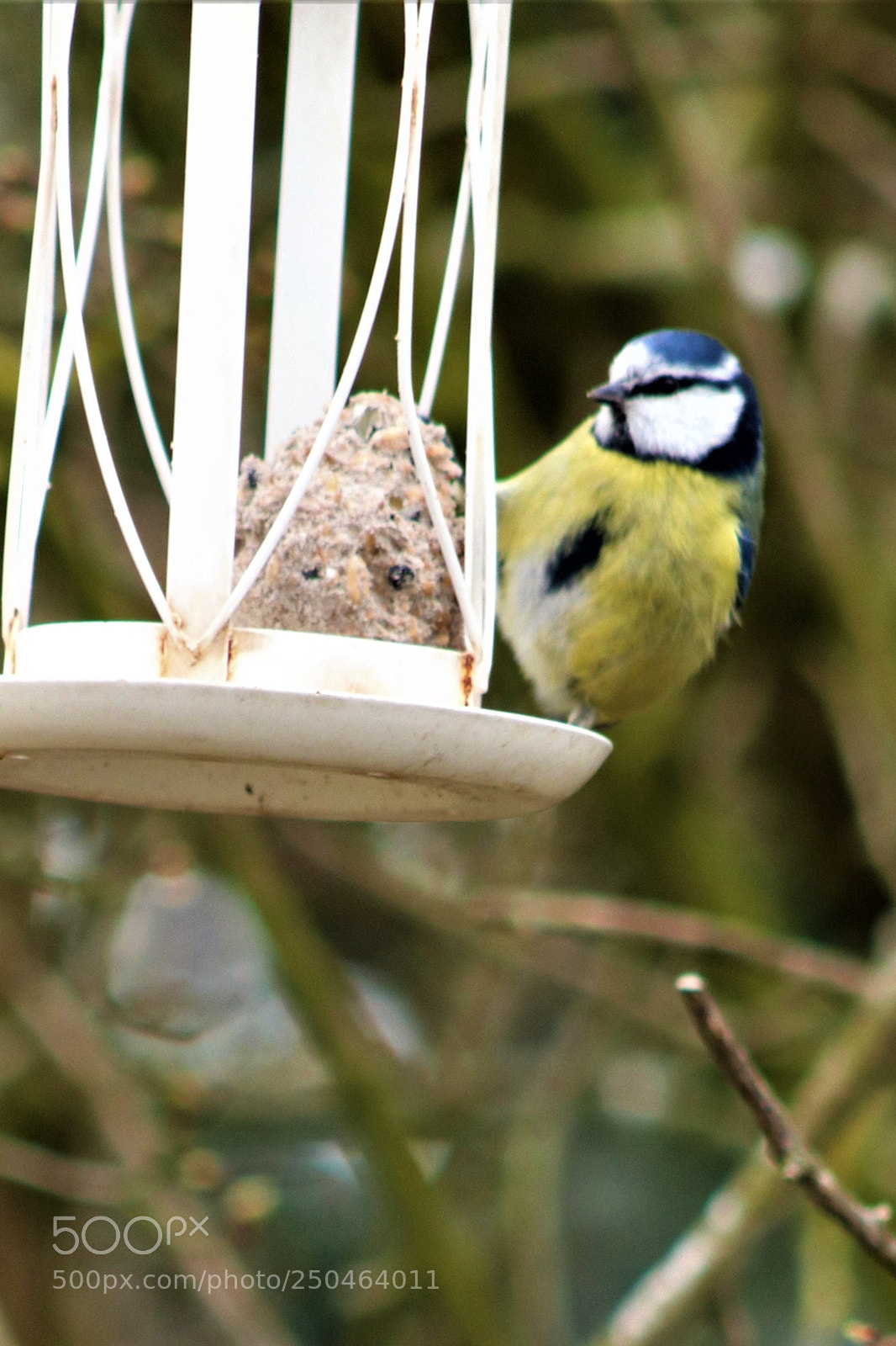 Canon EOS 200D (EOS Rebel SL2 / EOS Kiss X9) sample photo. Bluetit jpg crop photography