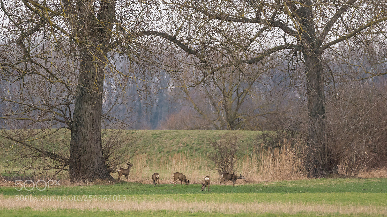 Nikon D7200 sample photo. Roe deers photography