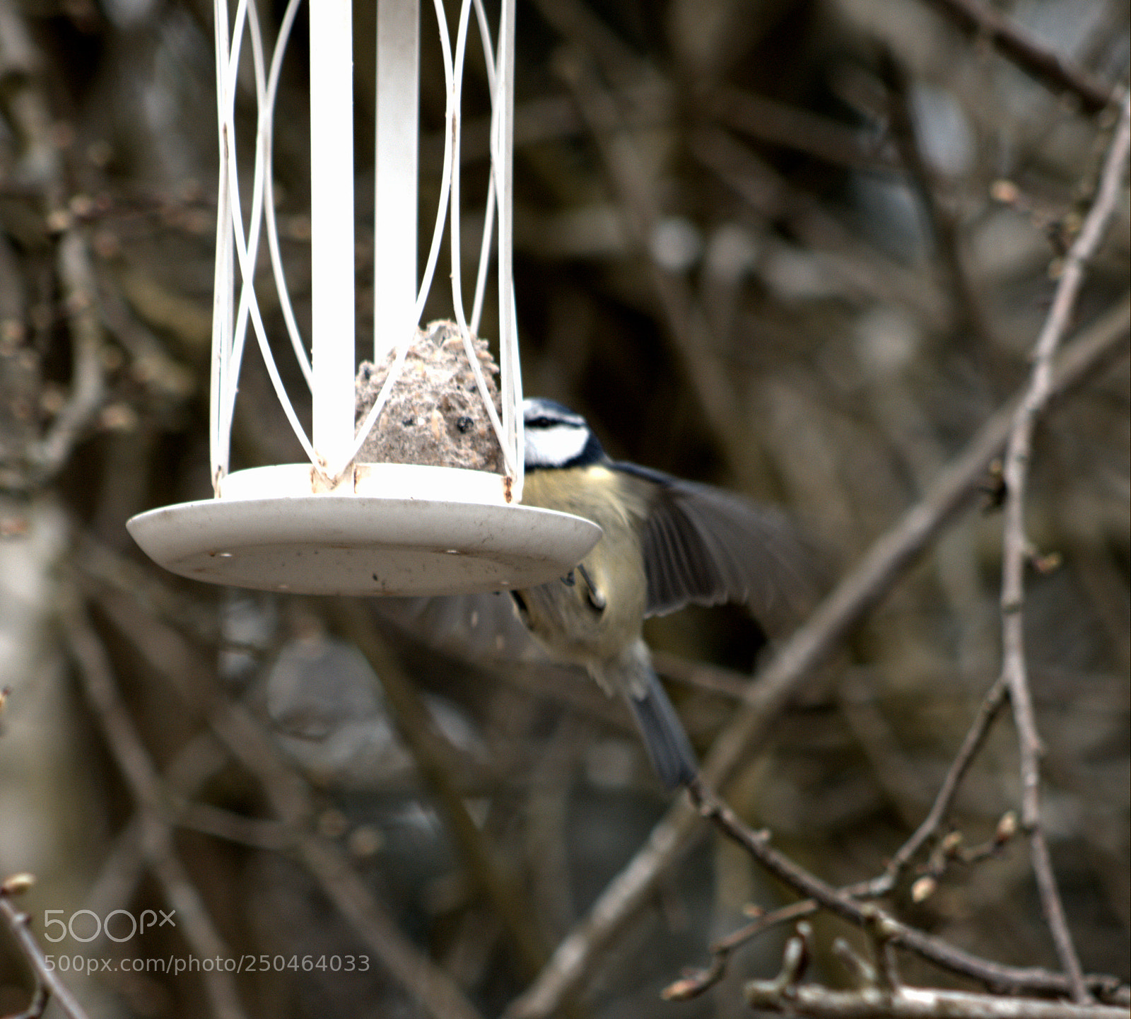 Canon EOS 200D (EOS Rebel SL2 / EOS Kiss X9) sample photo. Bluetit feeding photography