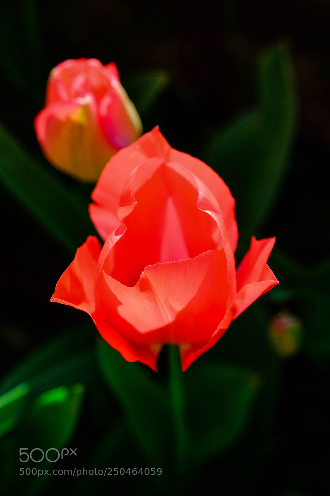 Fujifilm X-T10 sample photo. Red tulip photography