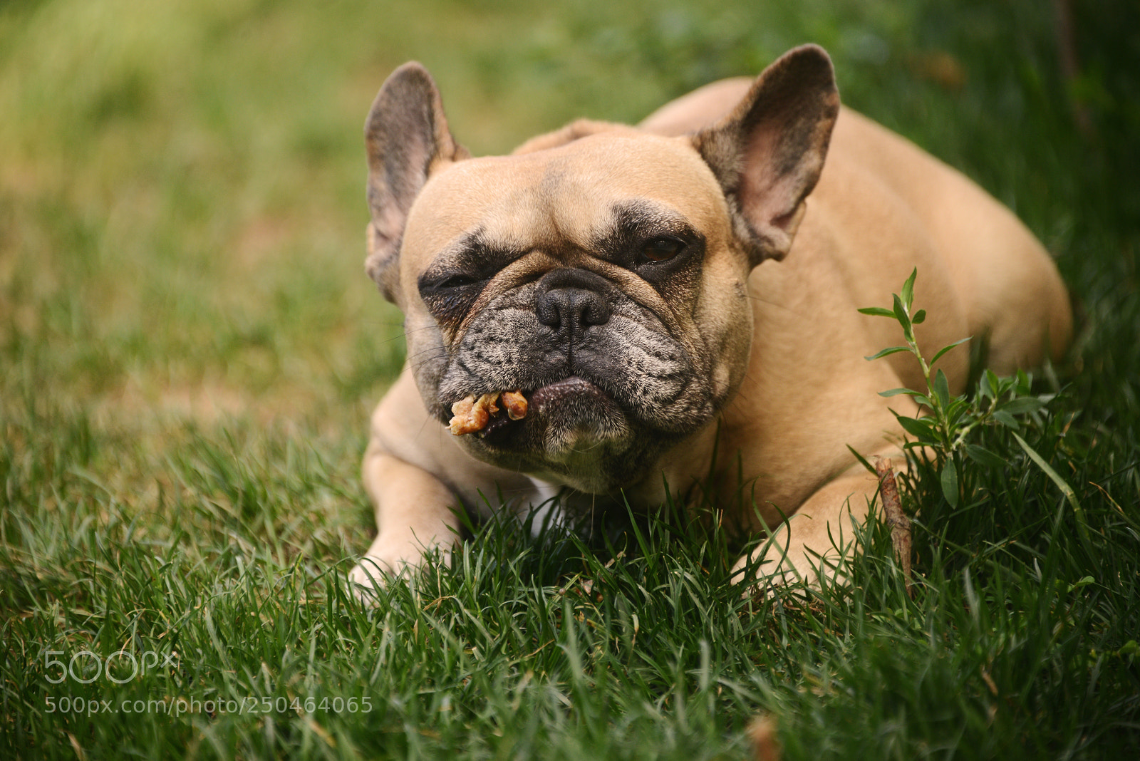 Nikon D800 sample photo. French bulldog photography