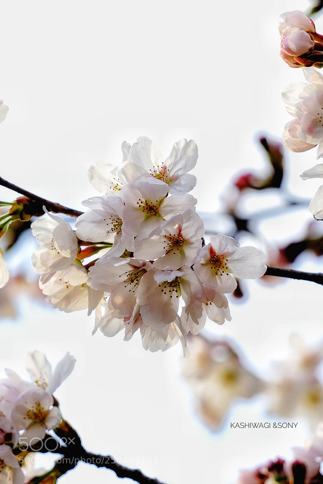 Sony a7 II sample photo. Sakura  beautiful photography