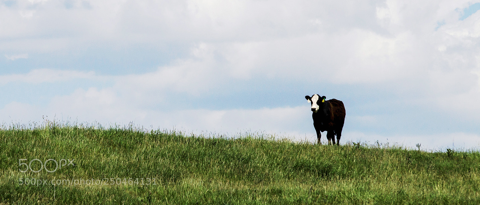 Canon EOS 70D sample photo. Solitary cow...just staring...at me photography