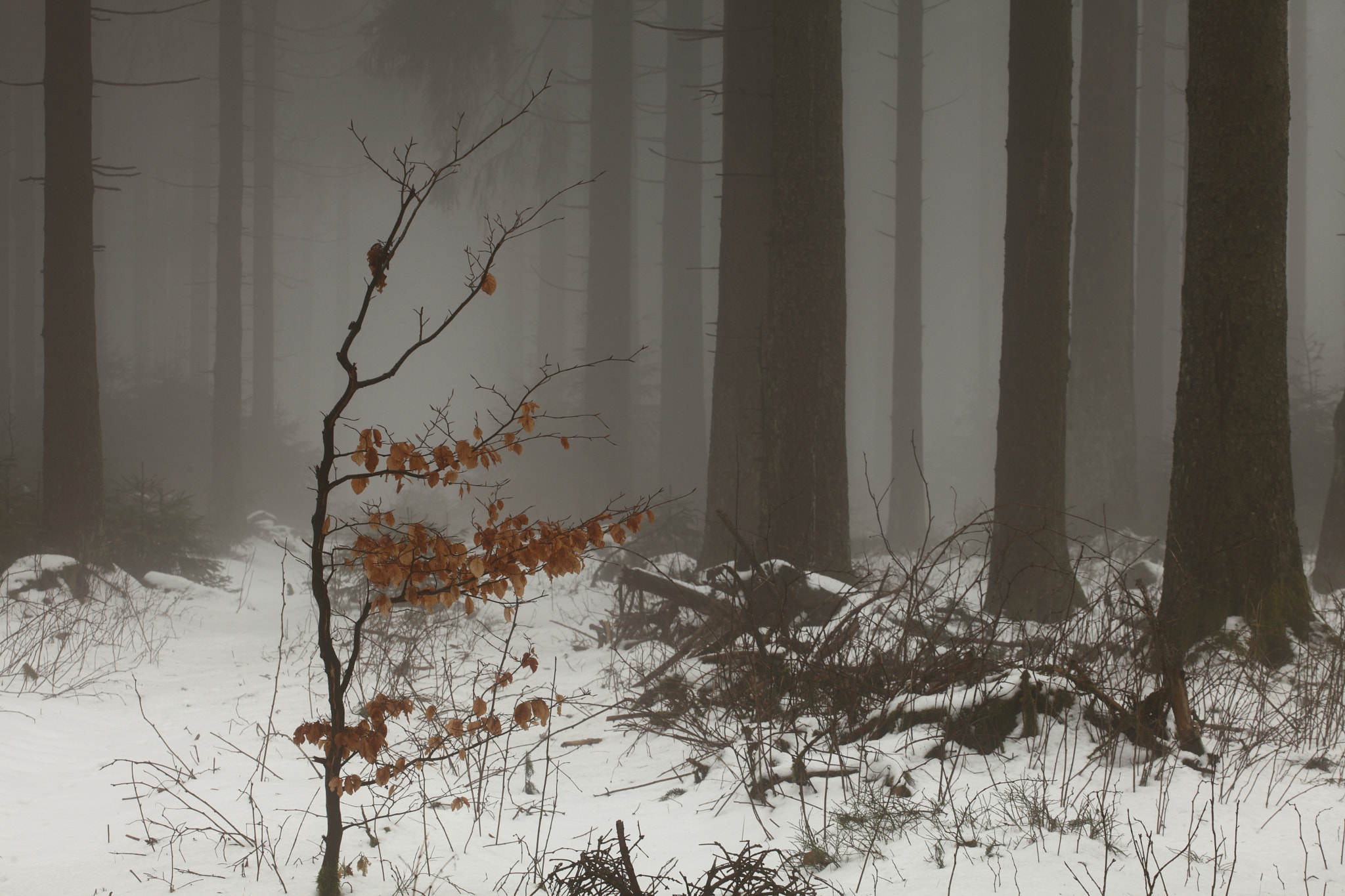Canon EF 70-200mm F4L USM sample photo. Little beech tree photography