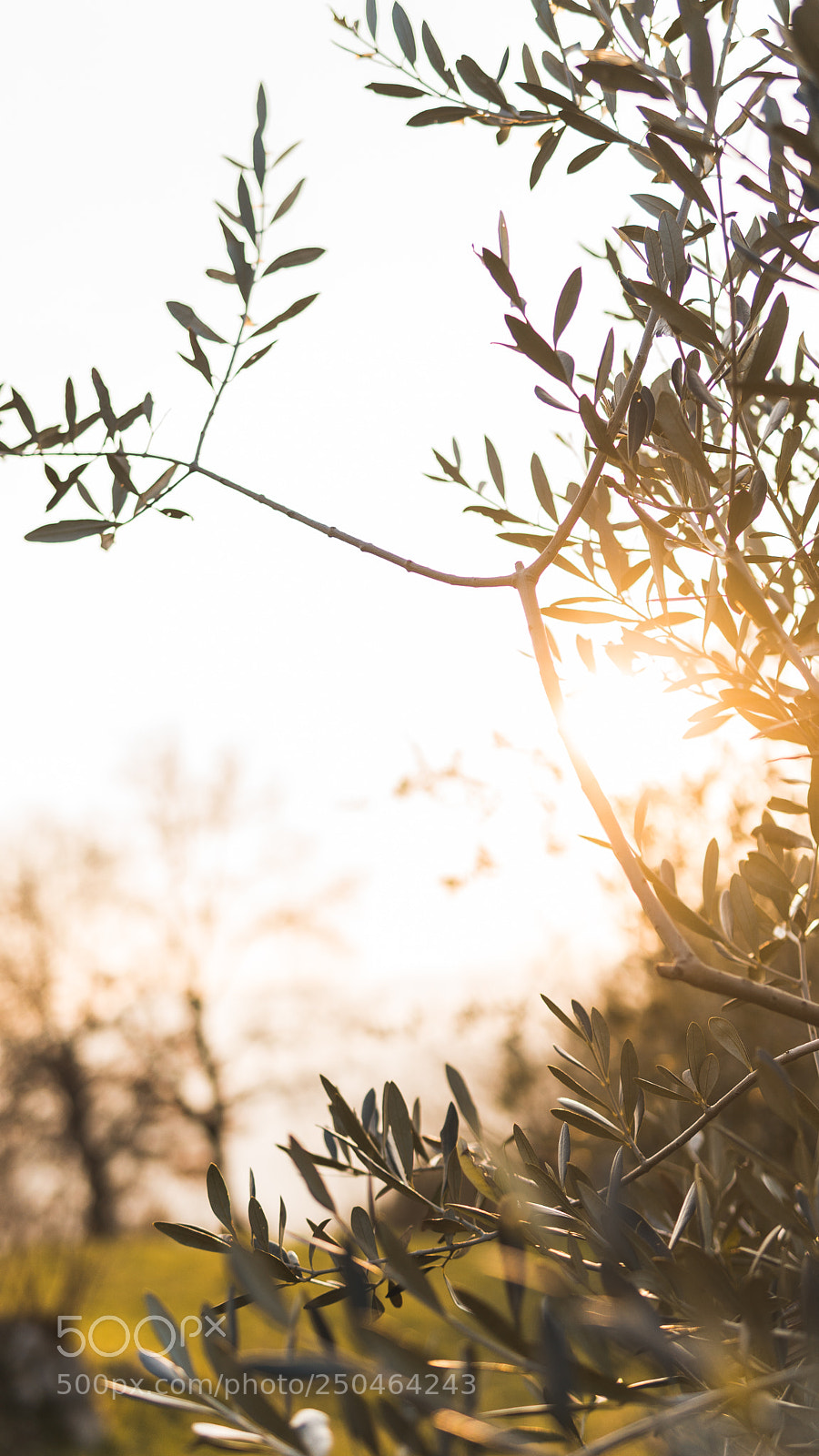 Sony a6300 sample photo. ? photography