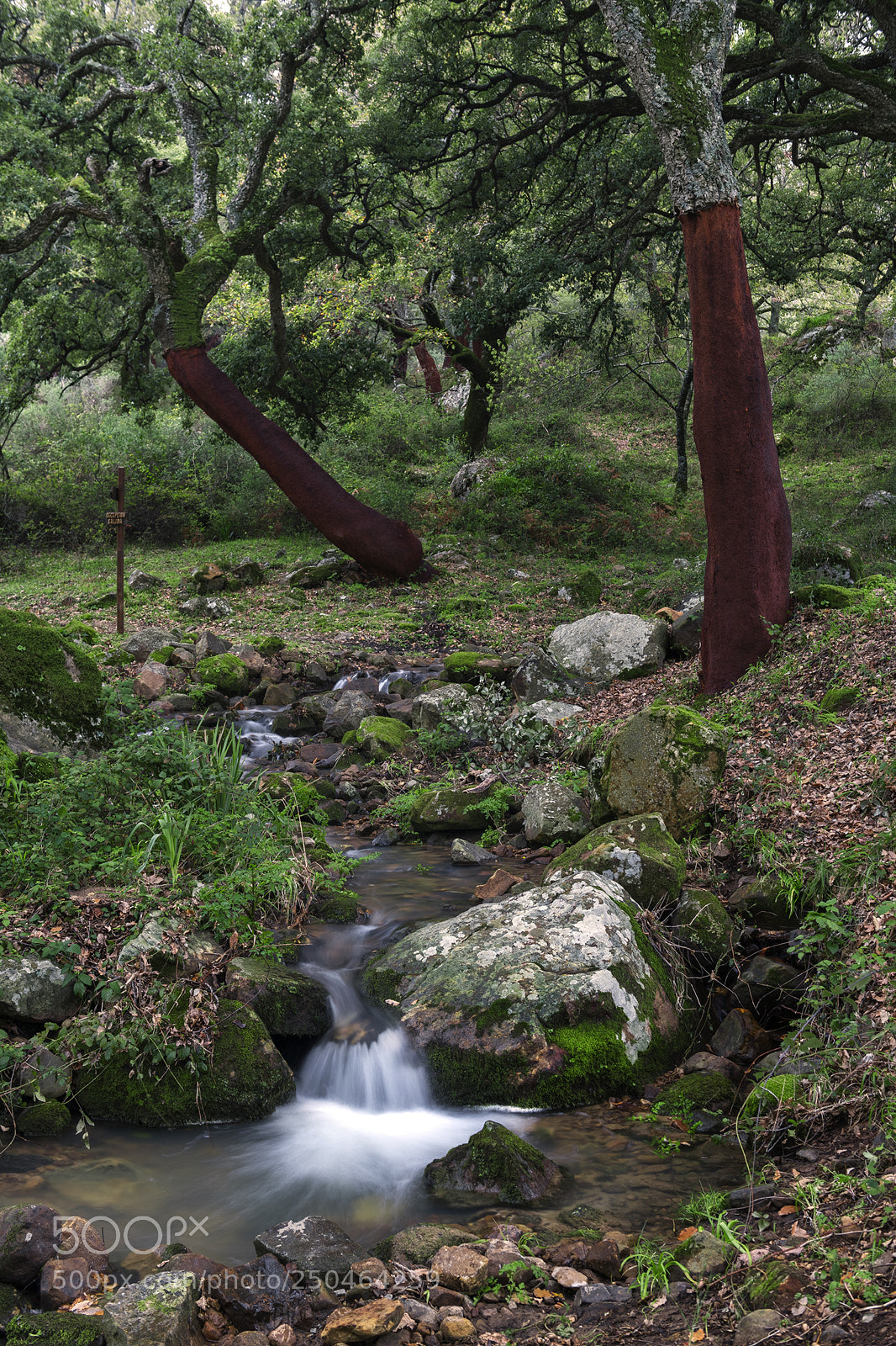 Nikon D850 sample photo. La sauceda photography