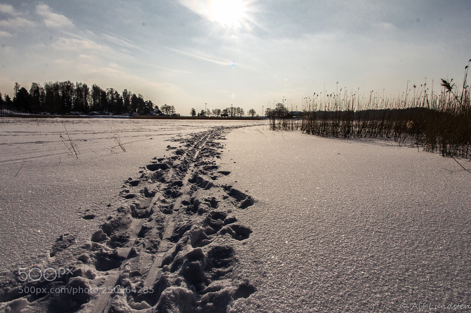 Canon EOS 60D sample photo. Gone searching for spring? photography
