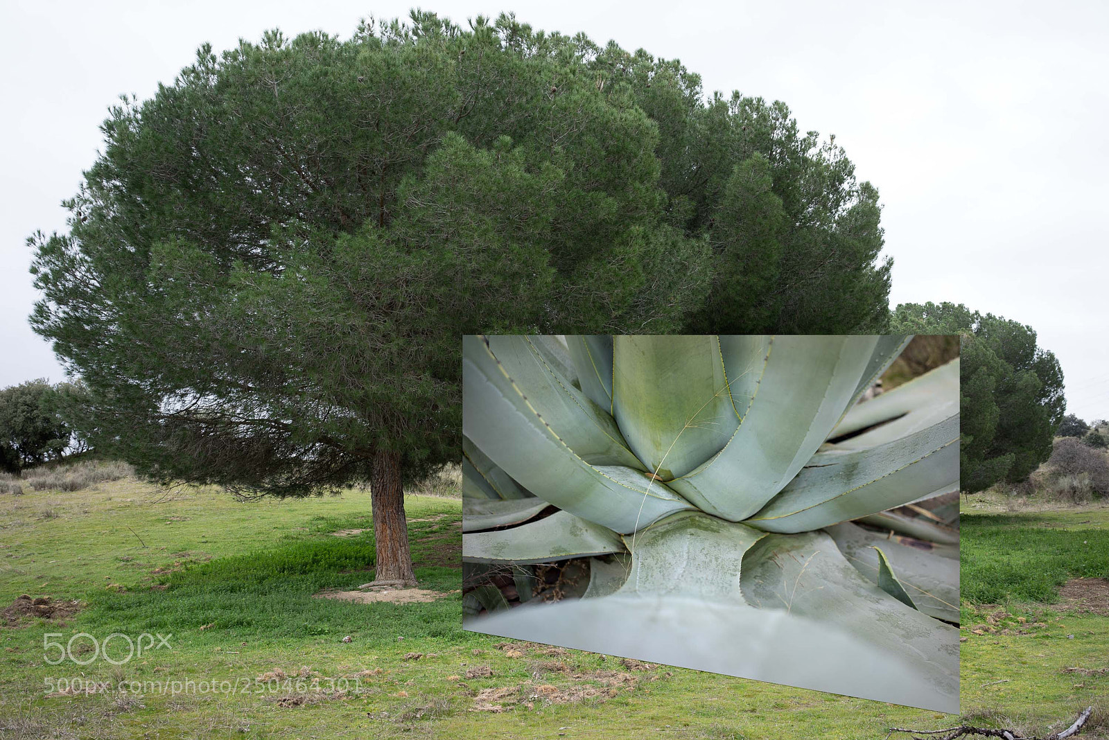 Sony a7R sample photo. Madre naturaleza. mirar y photography