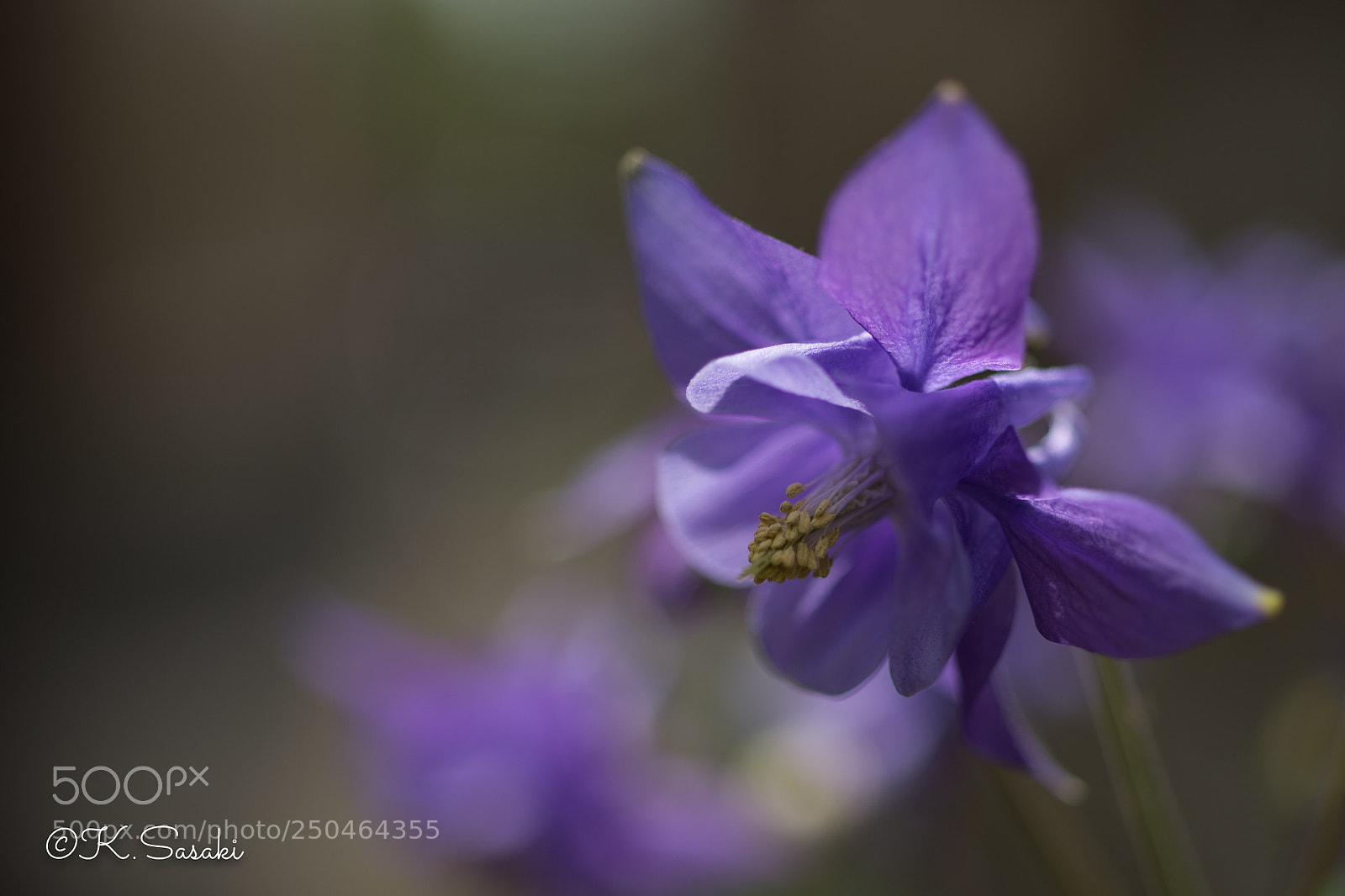 Nikon Df sample photo. Flower  photography
