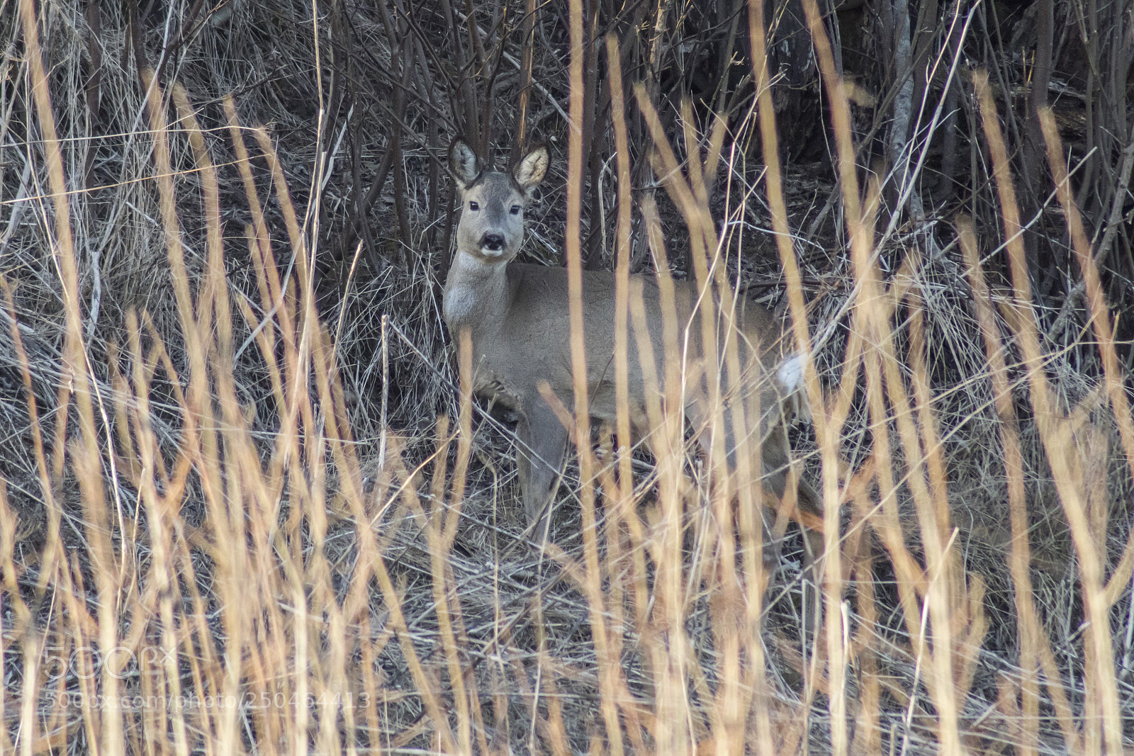 Sony ILCA-77M2 sample photo. Deer photography
