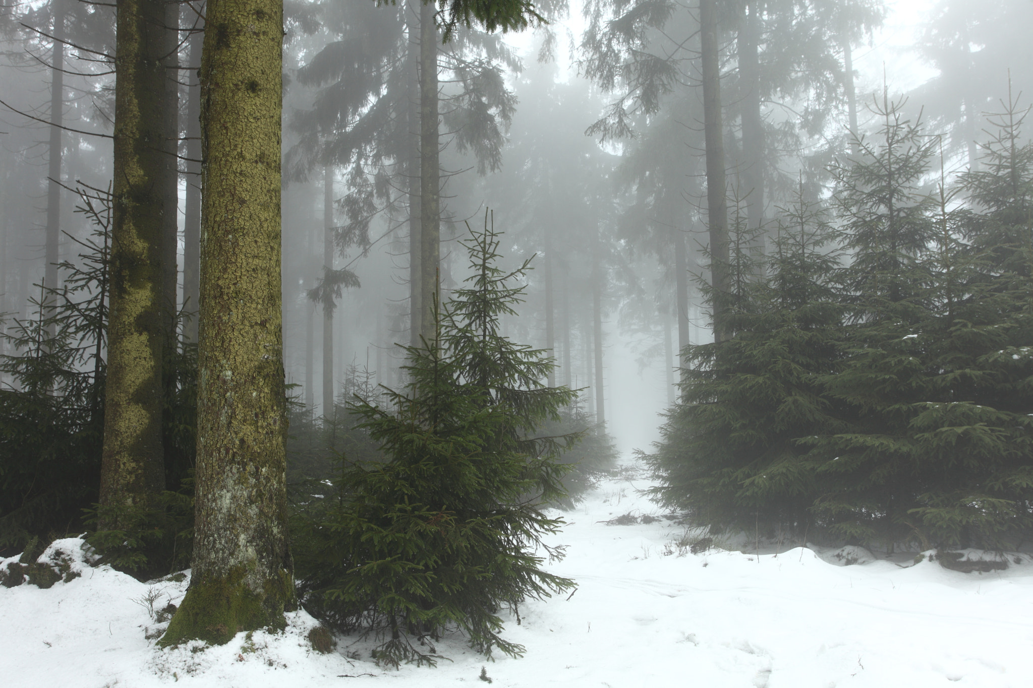 Canon EOS 5D Mark II + Canon EF 17-40mm F4L USM sample photo. Foggy forest photography