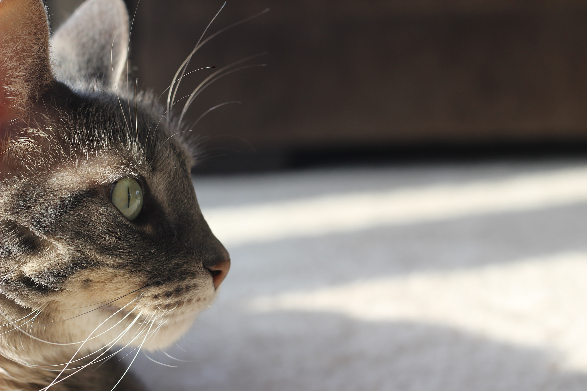 Canon EF 50mm F1.8 II sample photo. Make sure you get my good side photography