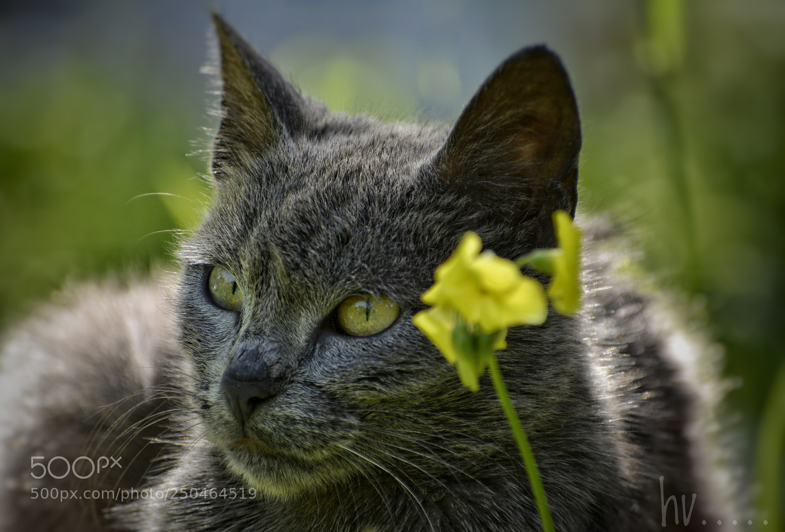 Nikon D7100 sample photo. Gaze photography
