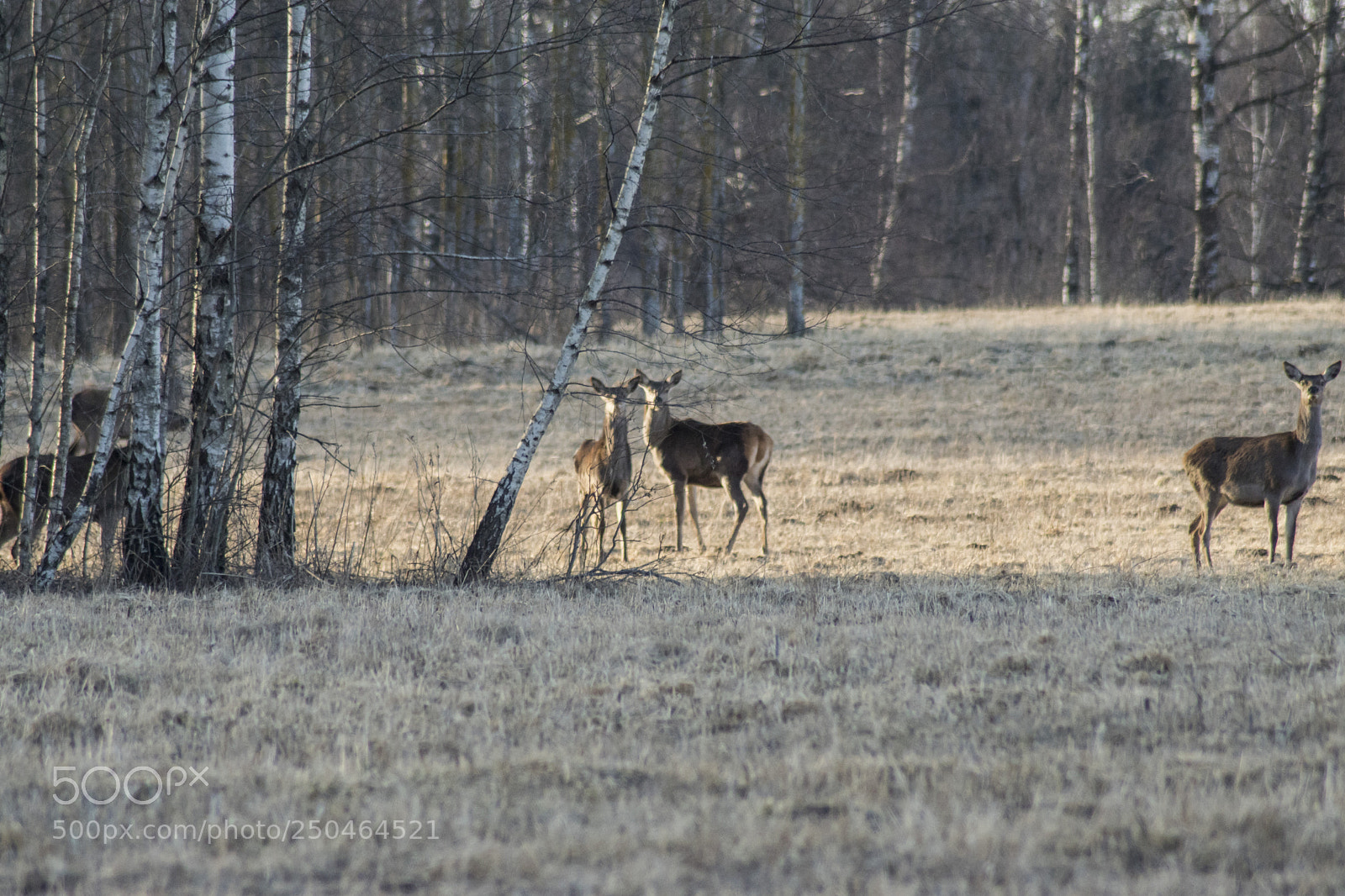 Sony ILCA-77M2 sample photo. Red deer photography