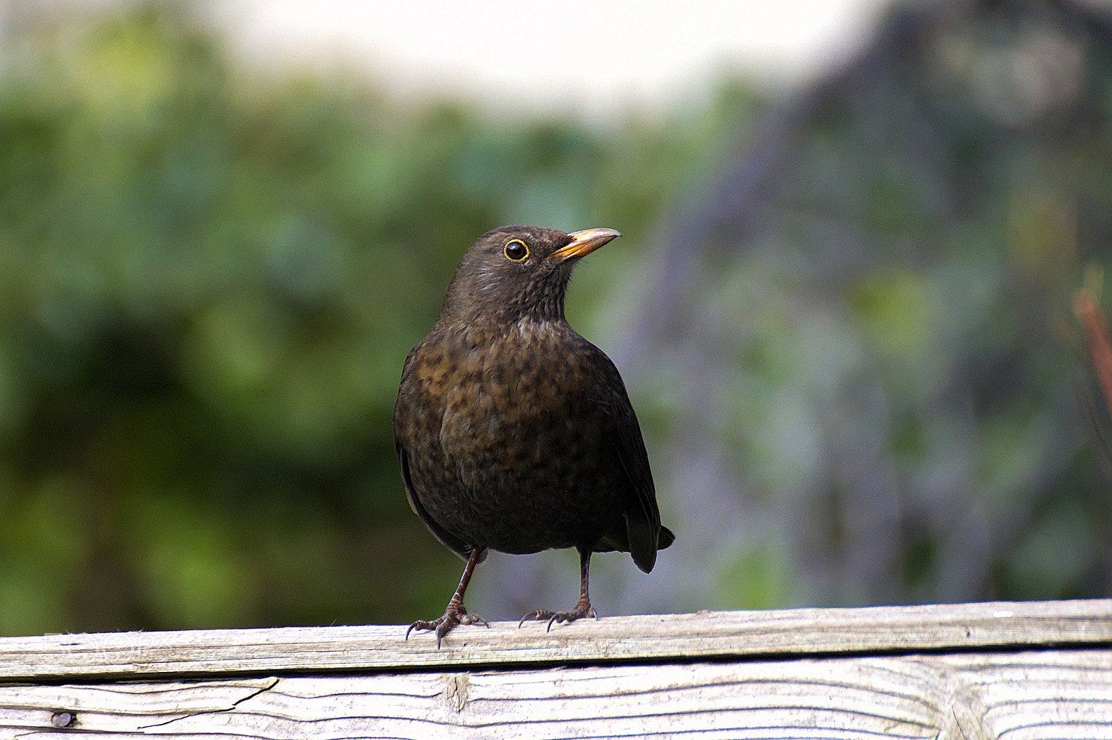 Canon EOS 77D (EOS 9000D / EOS 770D) sample photo. Black bird photography
