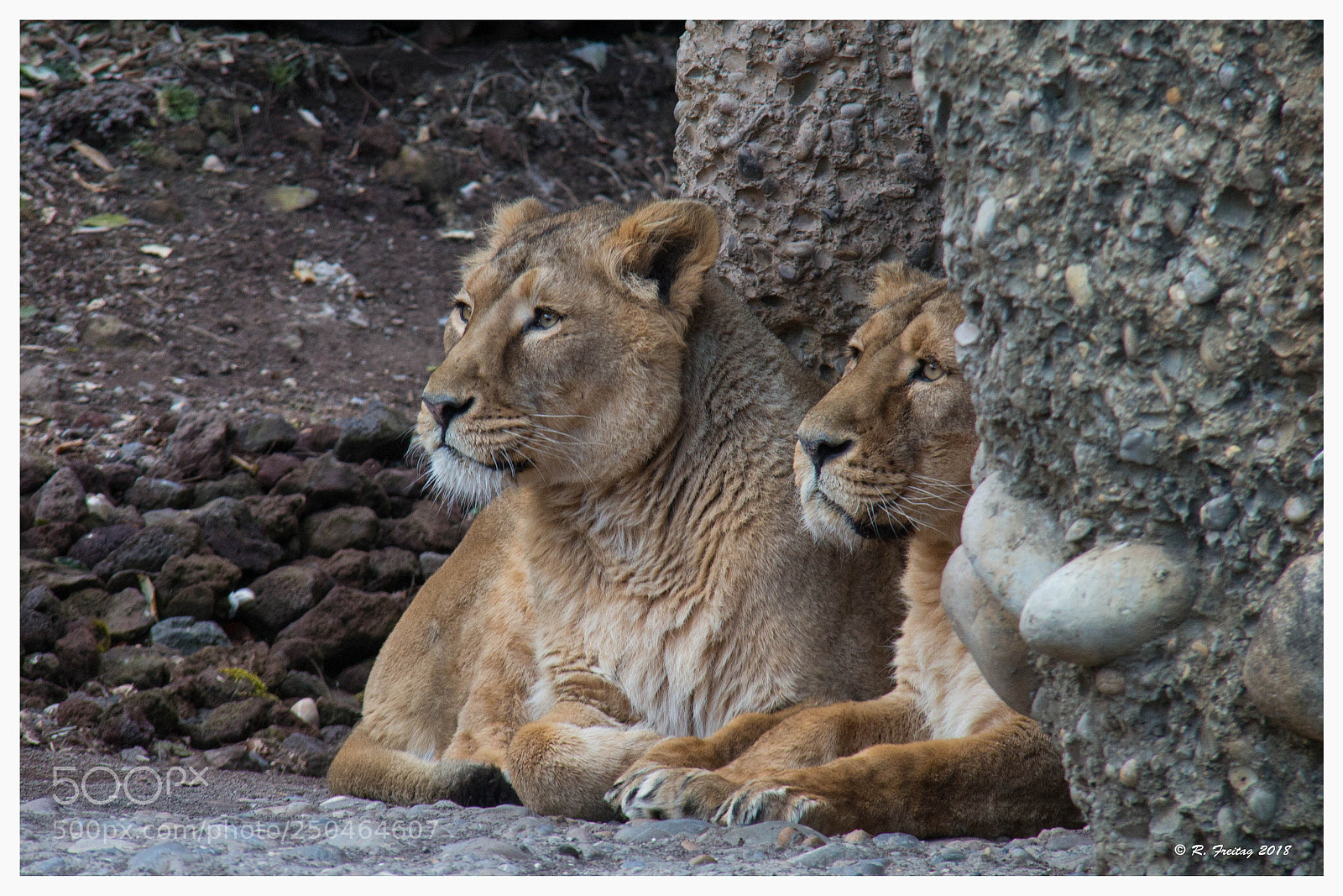 Canon EOS 70D sample photo. Lions photography