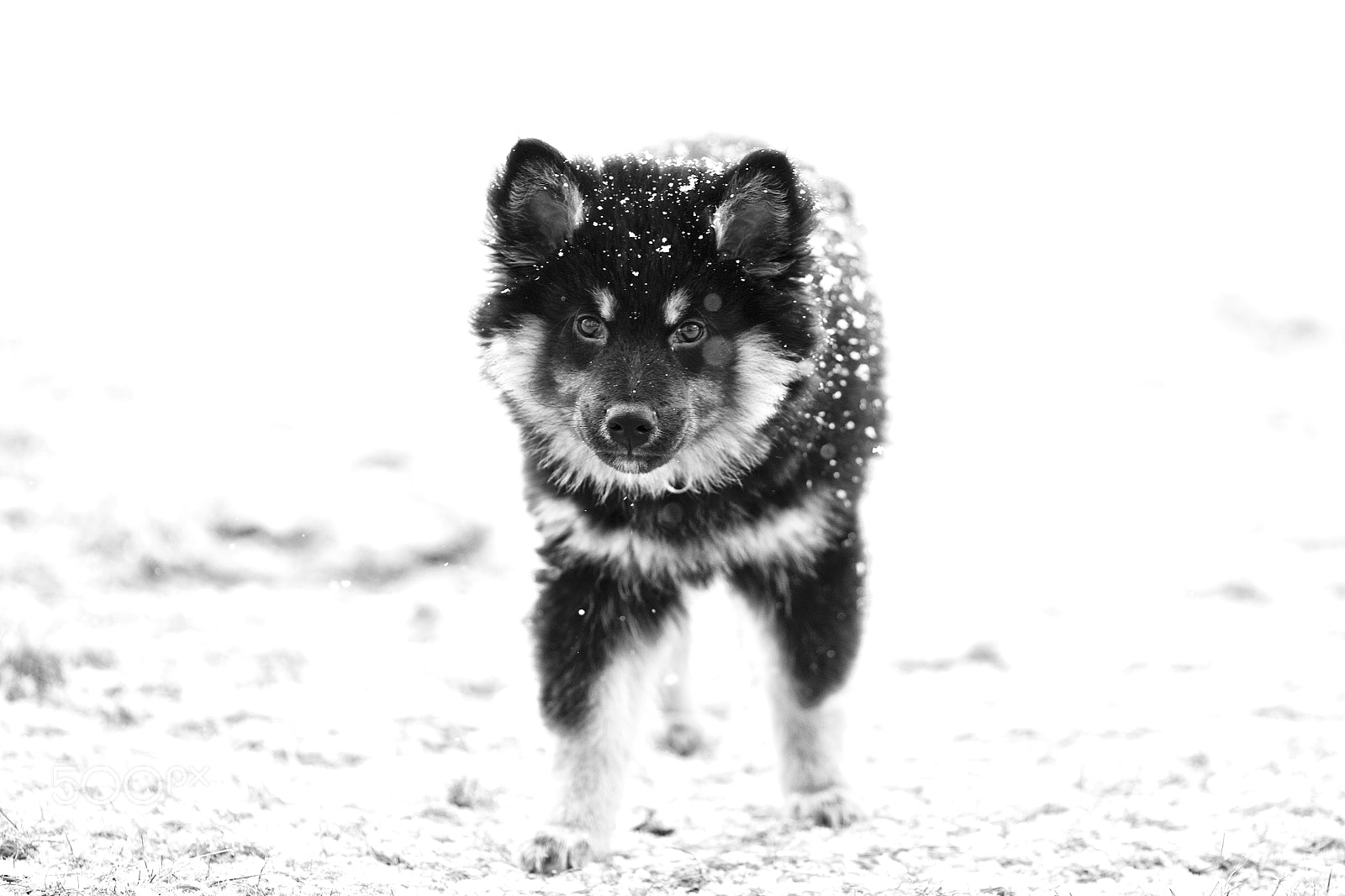 Canon EOS 5D Mark II sample photo. Powderhound to be photography