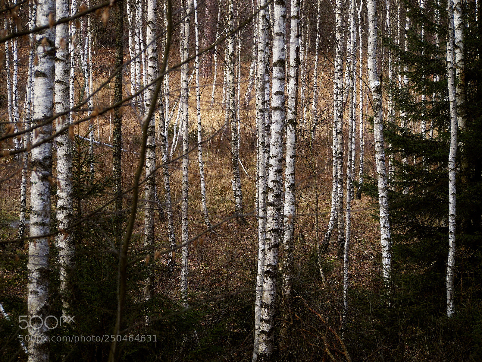 Olympus PEN E-PL5 sample photo. Birch...1 photography