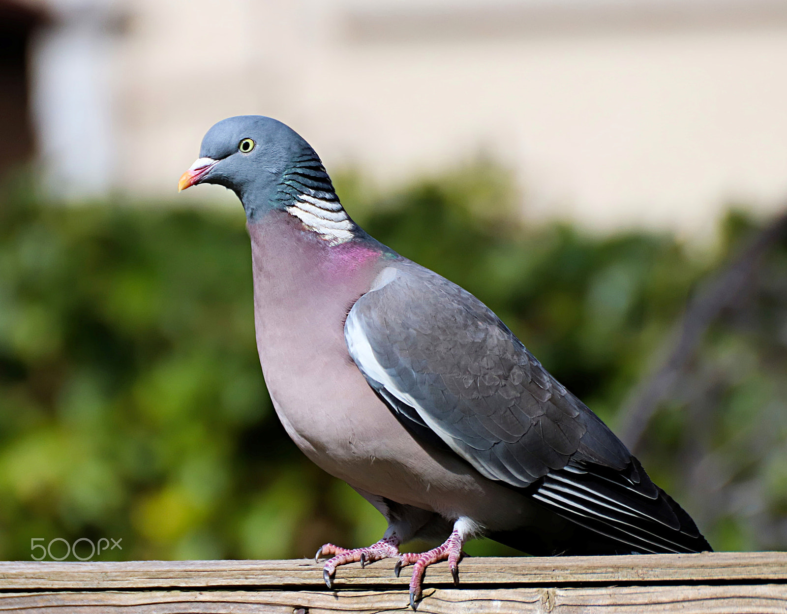 Canon EOS 77D (EOS 9000D / EOS 770D) sample photo. Pigeon photography