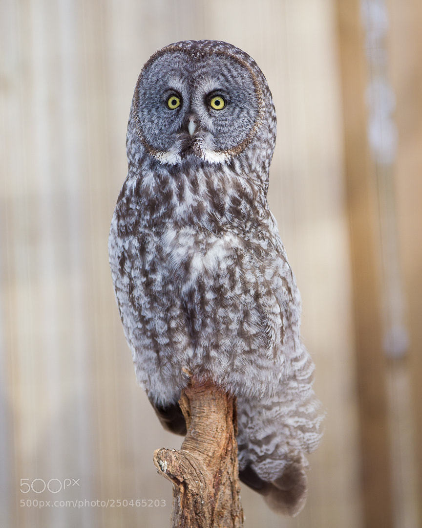 Canon EOS-1D Mark IV sample photo. Grey owl photography