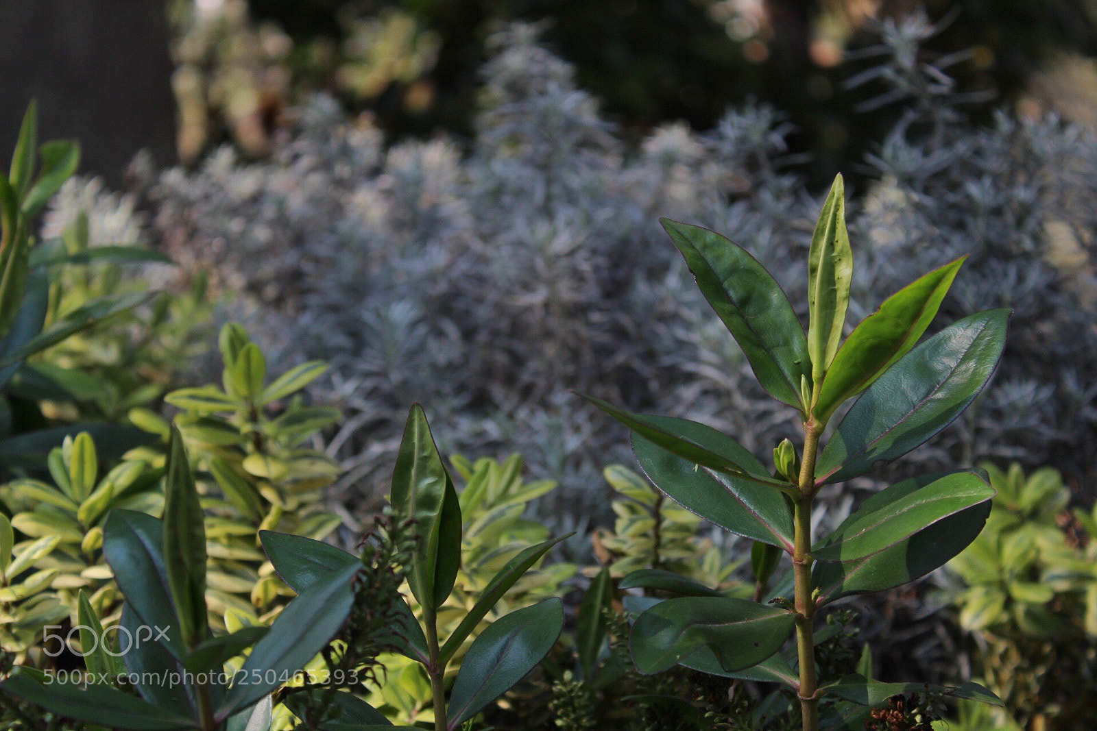 Canon EOS 1300D (EOS Rebel T6 / EOS Kiss X80) sample photo. Aiuola o foresta?  photography