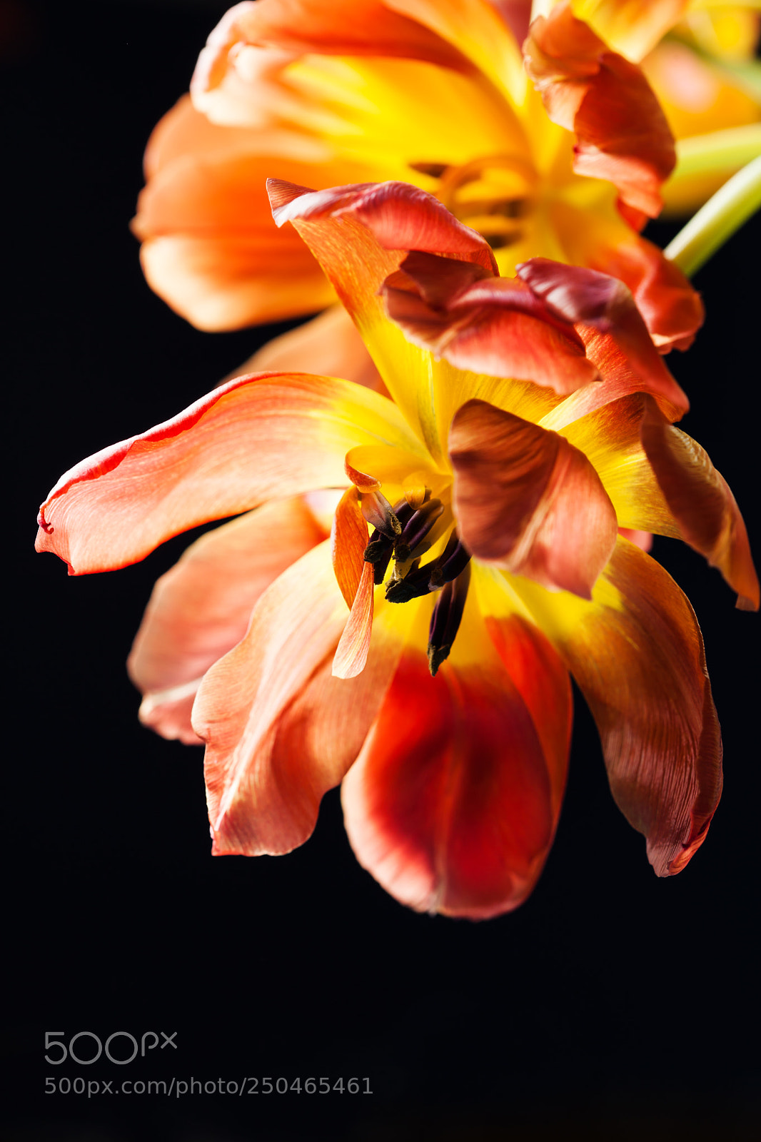 Canon EOS 5D Mark II sample photo. Faded tulips on black photography