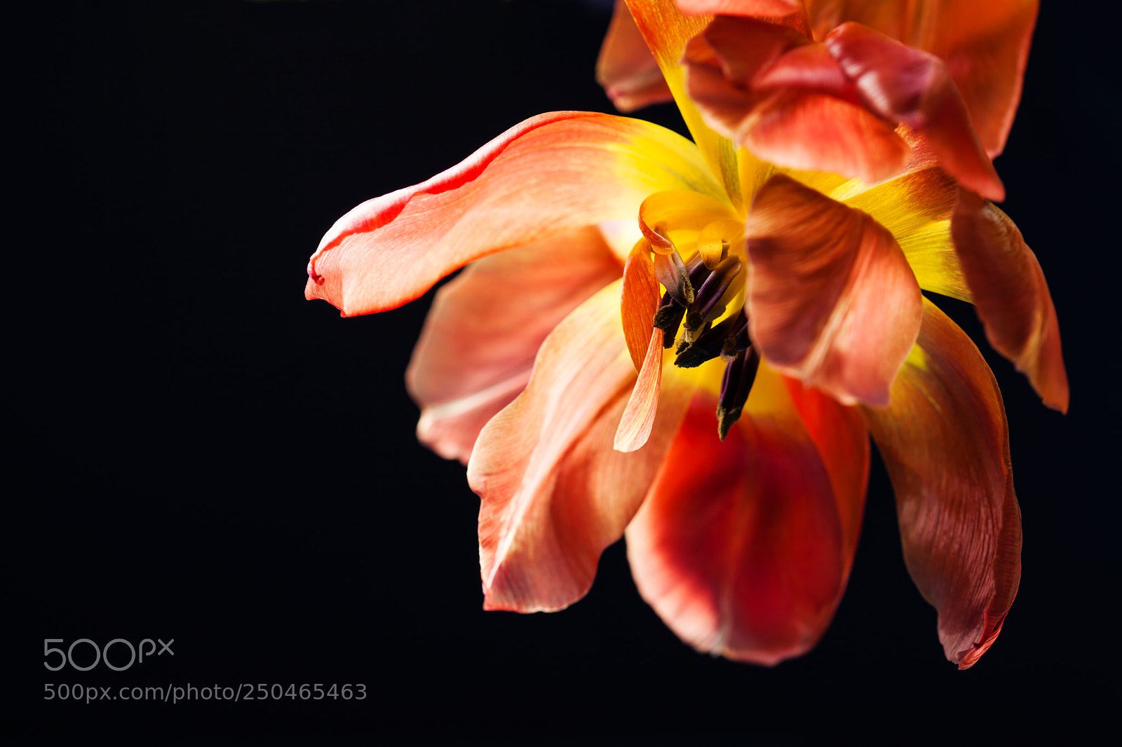 Canon EOS 5D Mark II sample photo. Faded tulips on black photography
