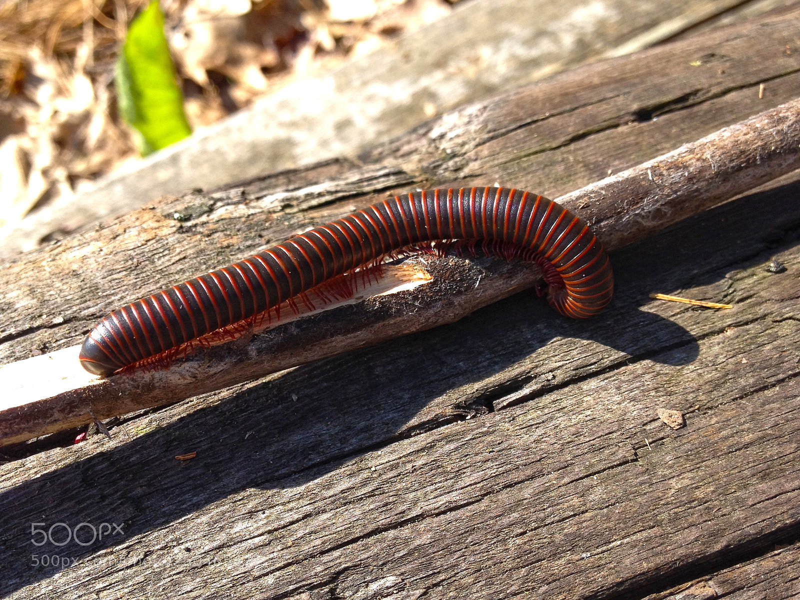 Apple iPhone 4S sample photo. The crawler photography