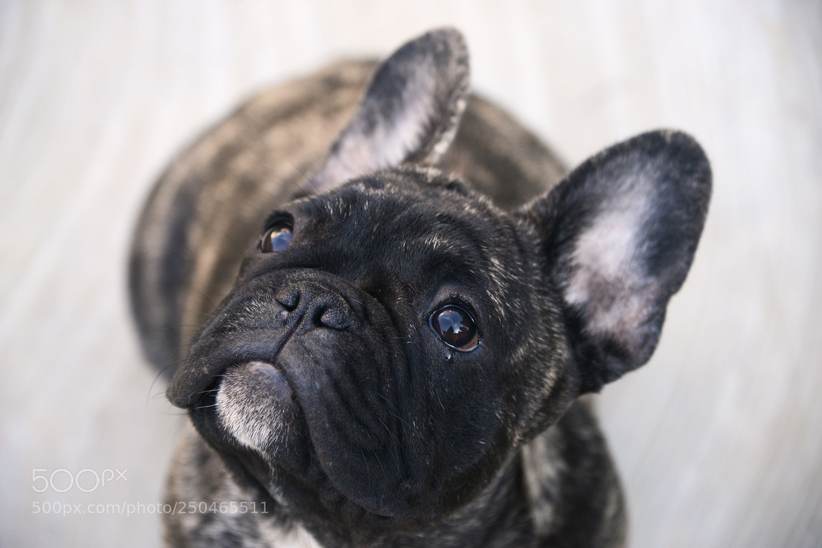 Nikon D800 sample photo. French bulldog puppy photography