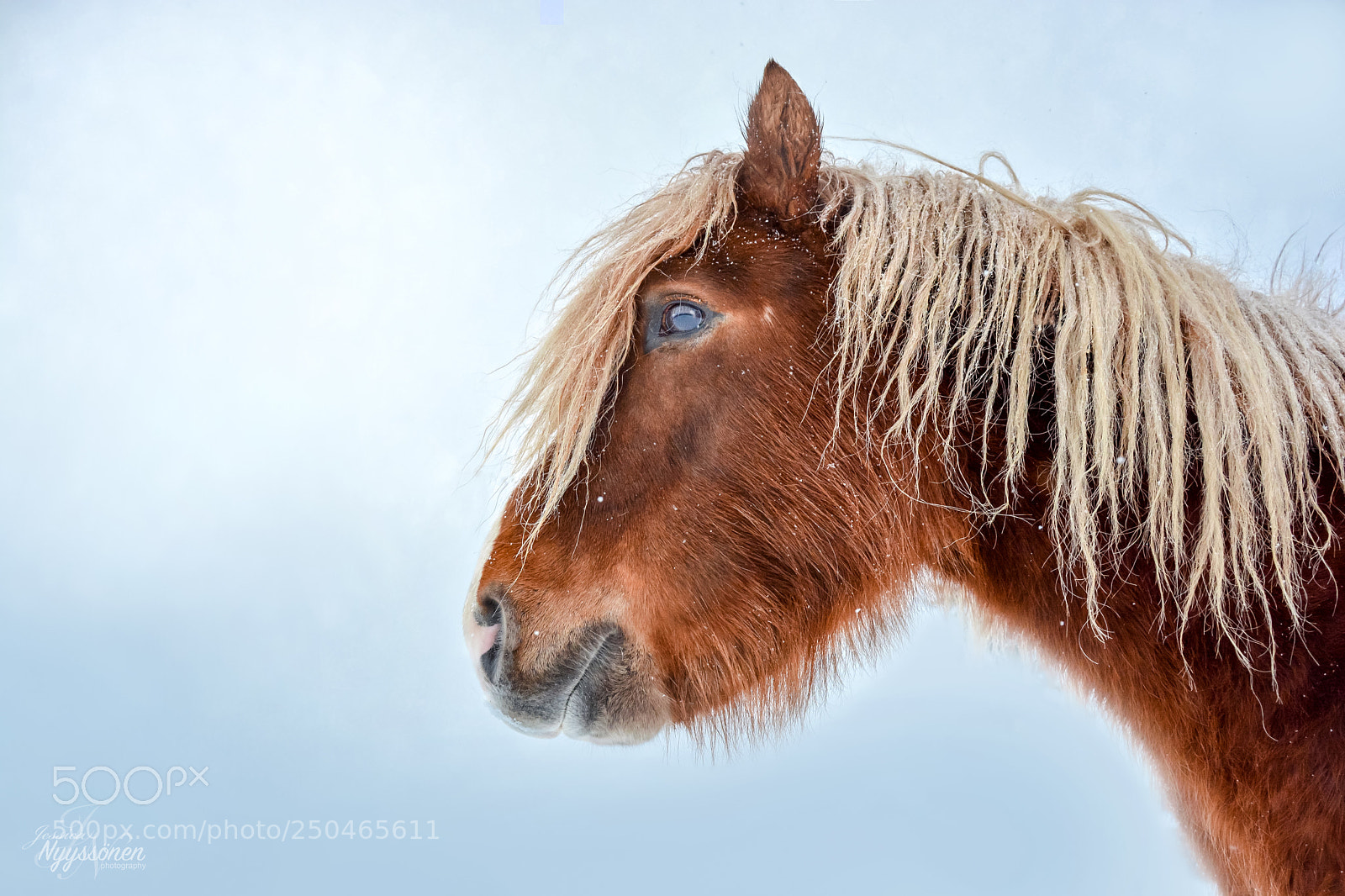 Nikon D7100 sample photo. Icelandic horse photography