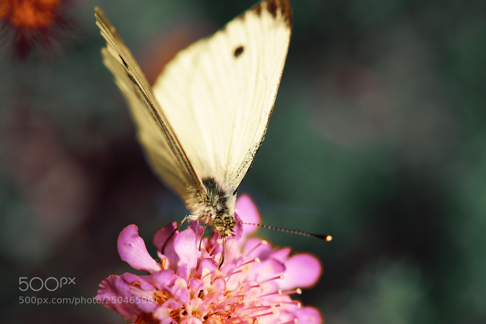 Nikon D810 sample photo. * photography