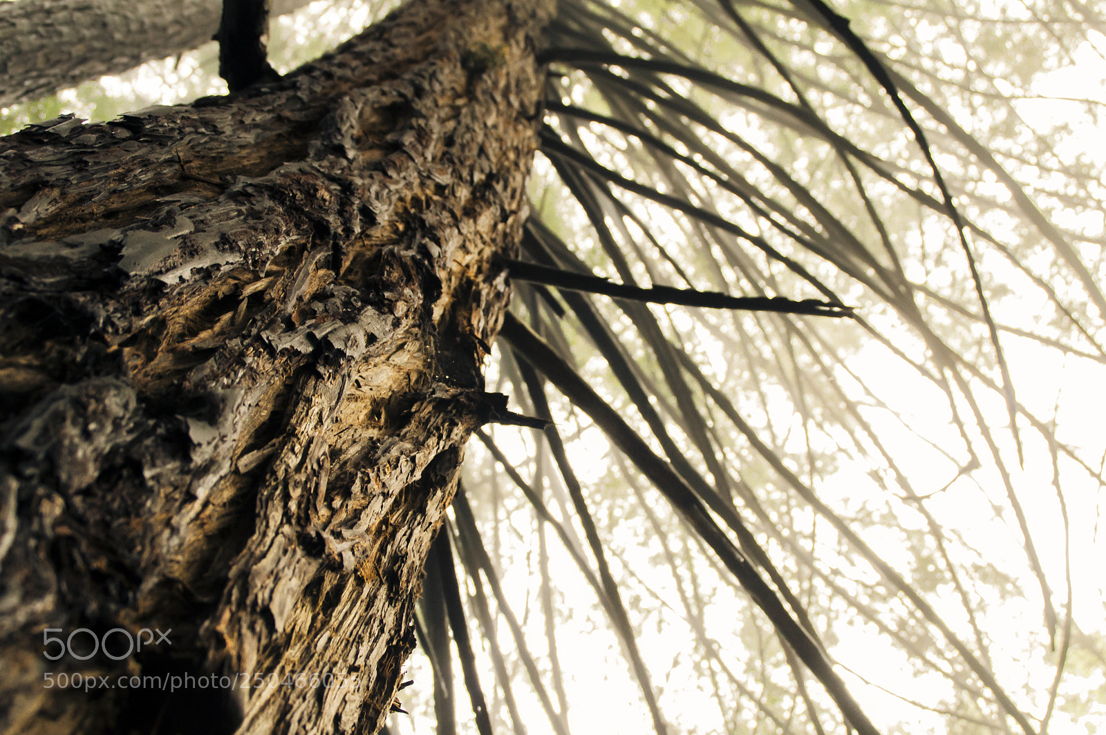 Nikon D3200 sample photo. Untitled february photography