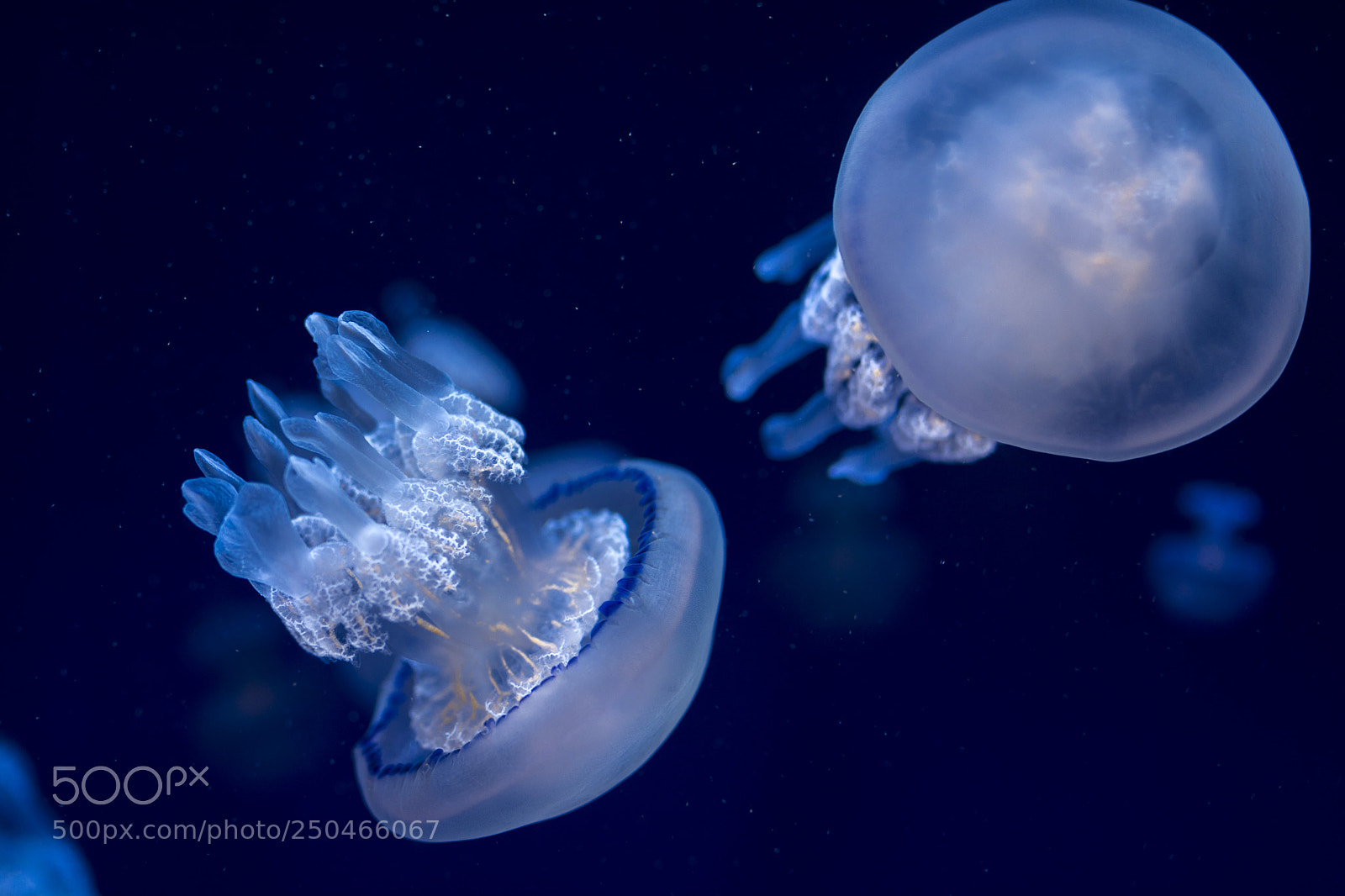 Nikon D7100 sample photo. Jellyfish 1 photography