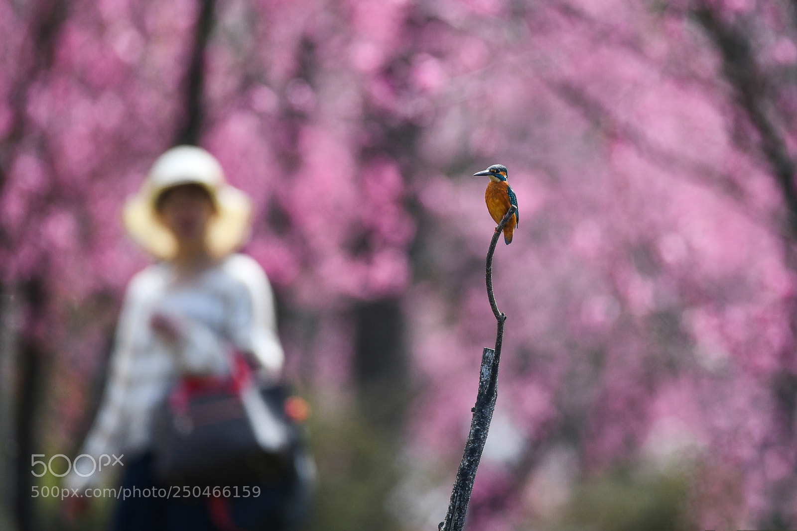Nikon D850 sample photo. Kingfisher 18 photography