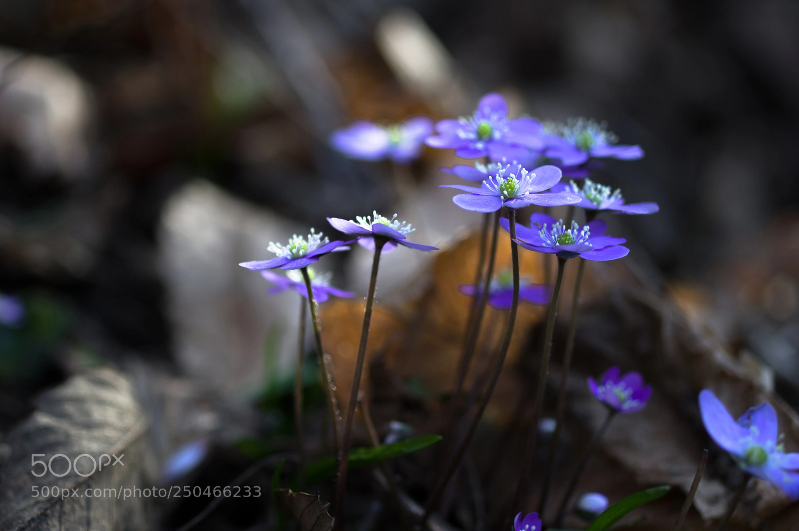 Pentax KP sample photo. Spring time photography