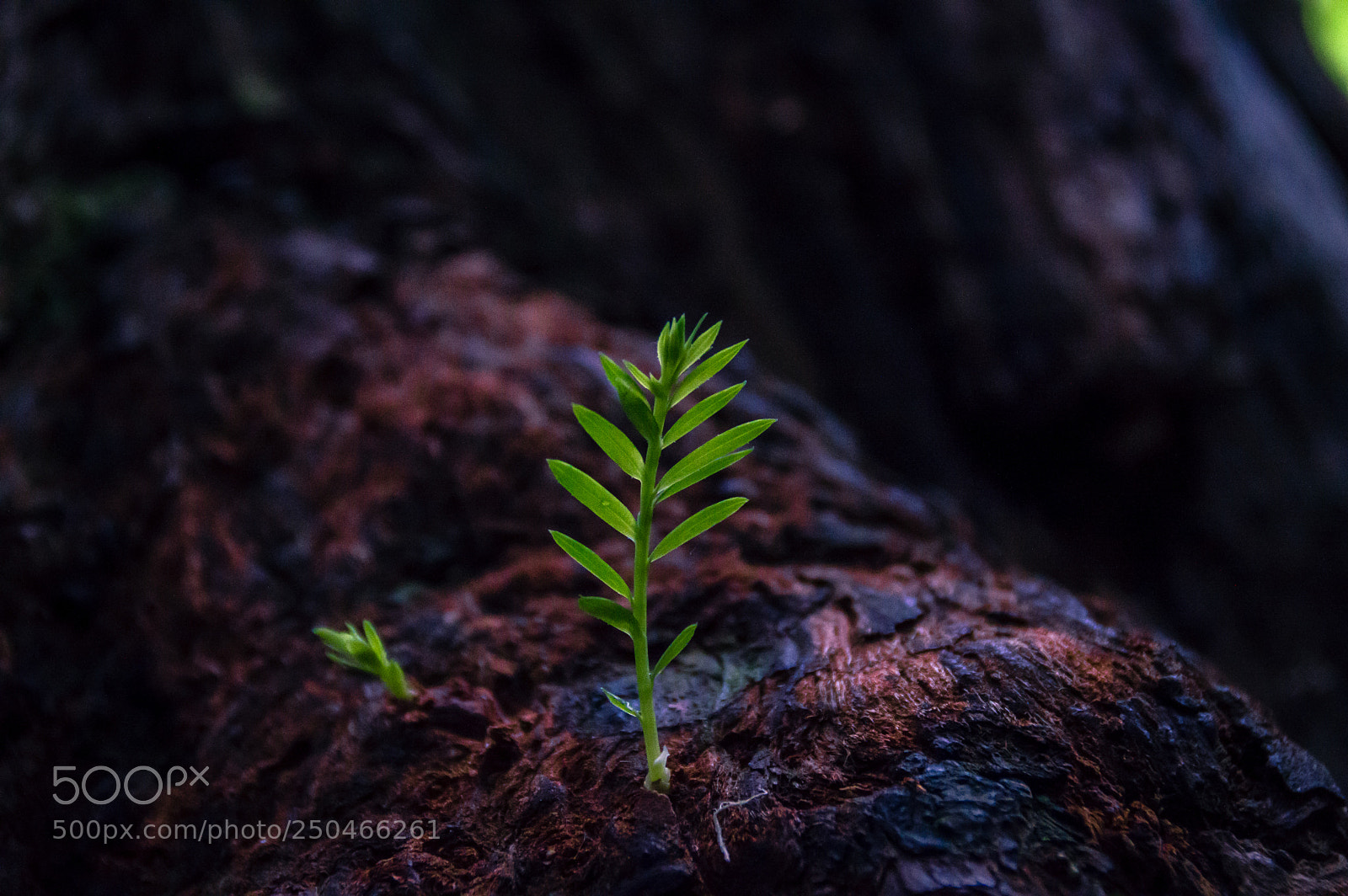 Nikon D3200 sample photo. Small clover photography