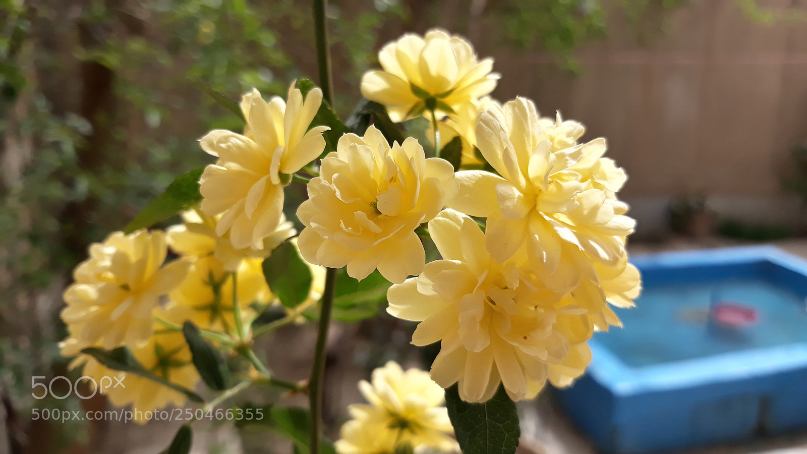 Samsung Galaxy J7 sample photo. Flowers in spring photography