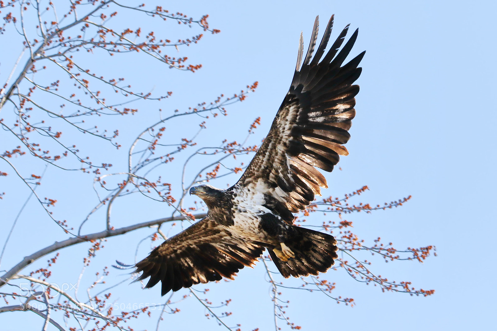 Canon EOS 7D Mark II sample photo. Juvenile bald eagle photography