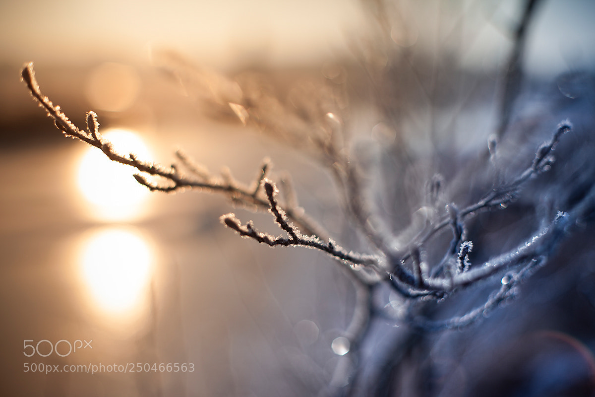 Canon EOS 5D Mark II sample photo. The last cold days photography